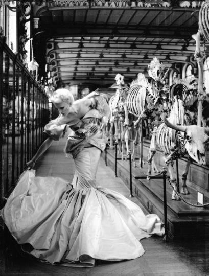 Quand les chats ruent avant les vieux