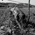 Catia Montagna, Avec Leurs Mains dans la Terre